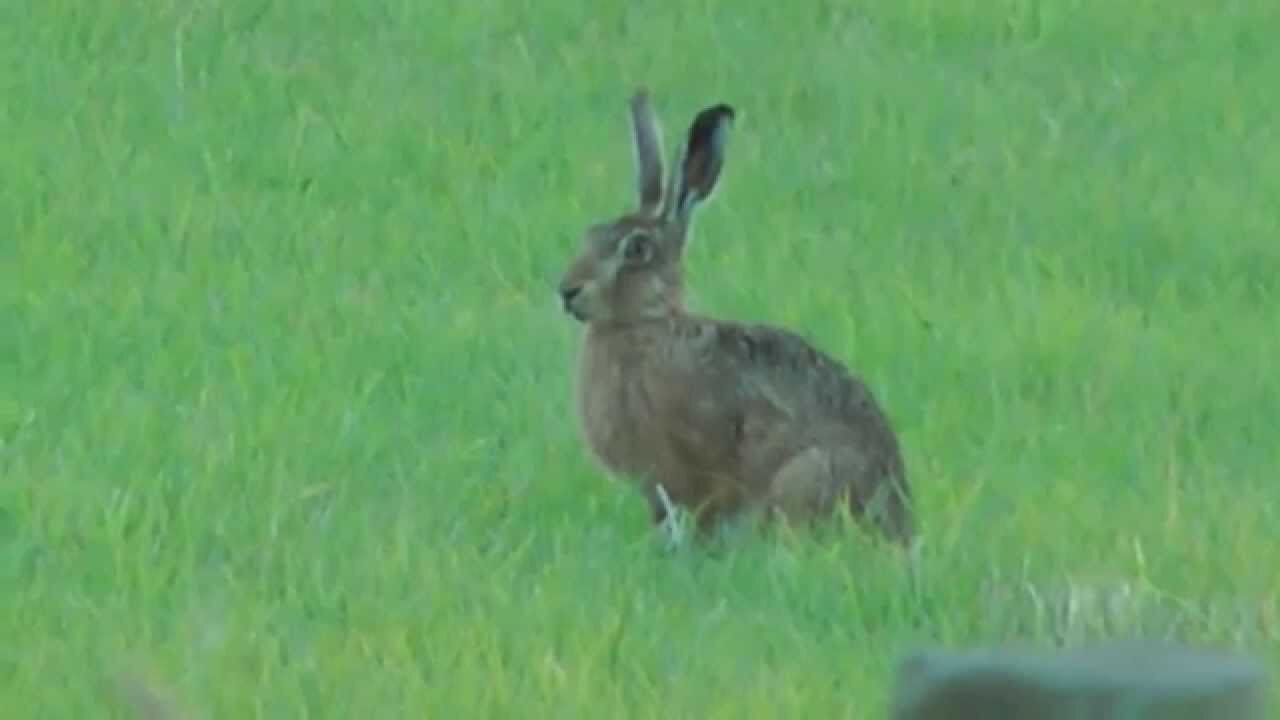 Brown Hare at RSPB Fowlmere - July 2014