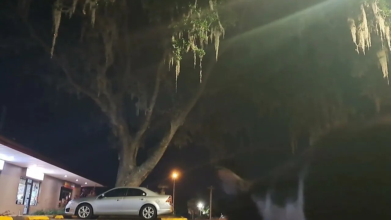 Lakeland Florida Feeding A Stray Cat 2023