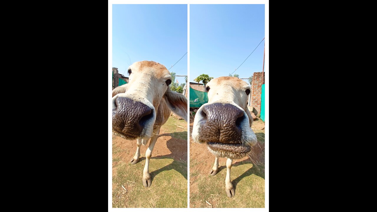 Cow made me to attantion