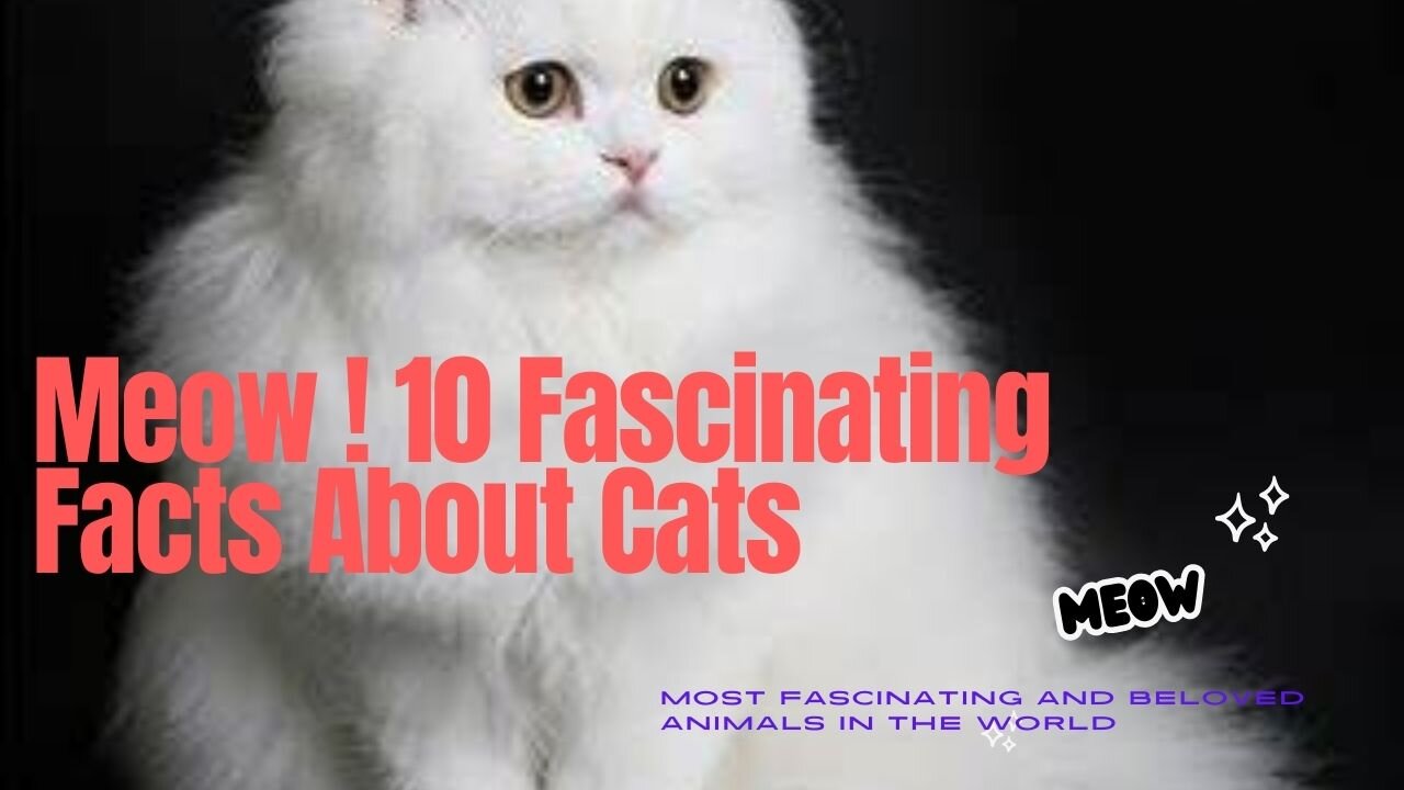 Meow ! 10 Fascinating Facts about Cats #Cats #Pets #Lovelypets