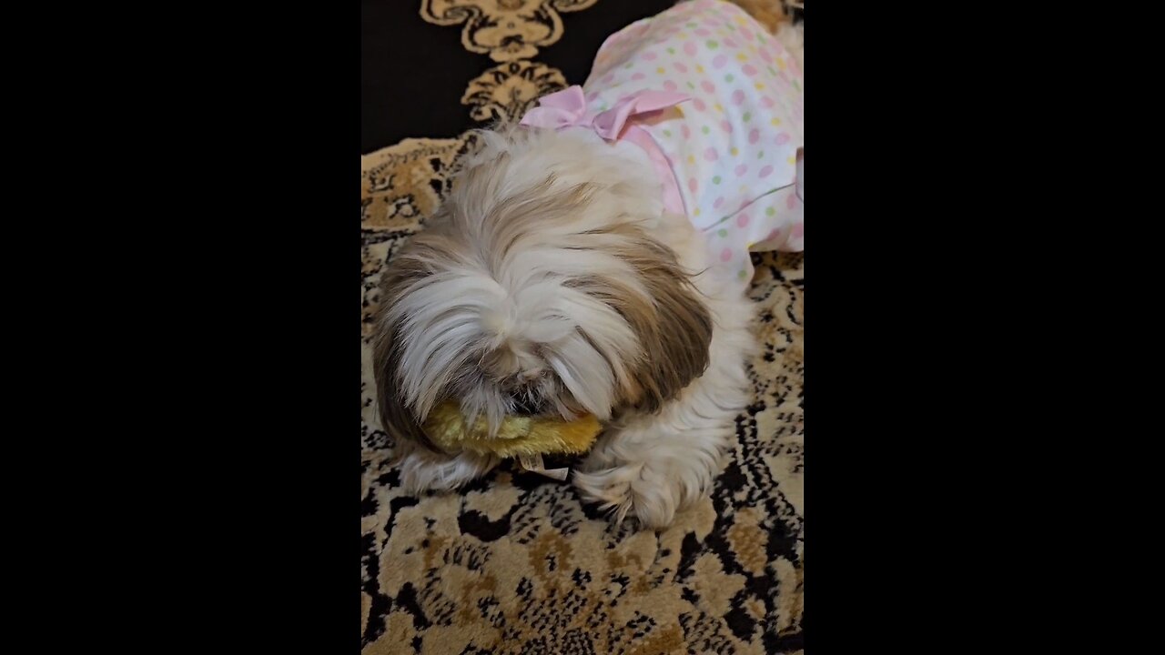 Rosie And Her Favorite Toy "Duckie" (Featuring Rosie The Shihtzu)