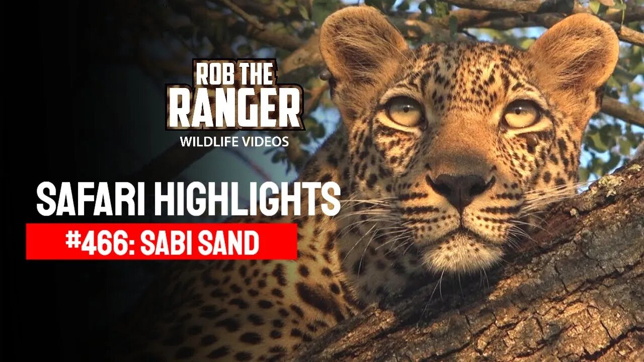 Safari Highlights #466: 28 - 31 March 2017 | Sabi Sand Nature Reserve | Latest Wildlife Sightings