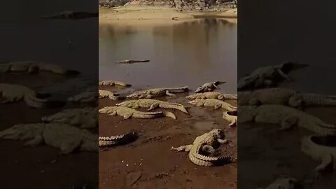 Jawai Dam View #JawaiDam #crocodile #Stay on #Shores