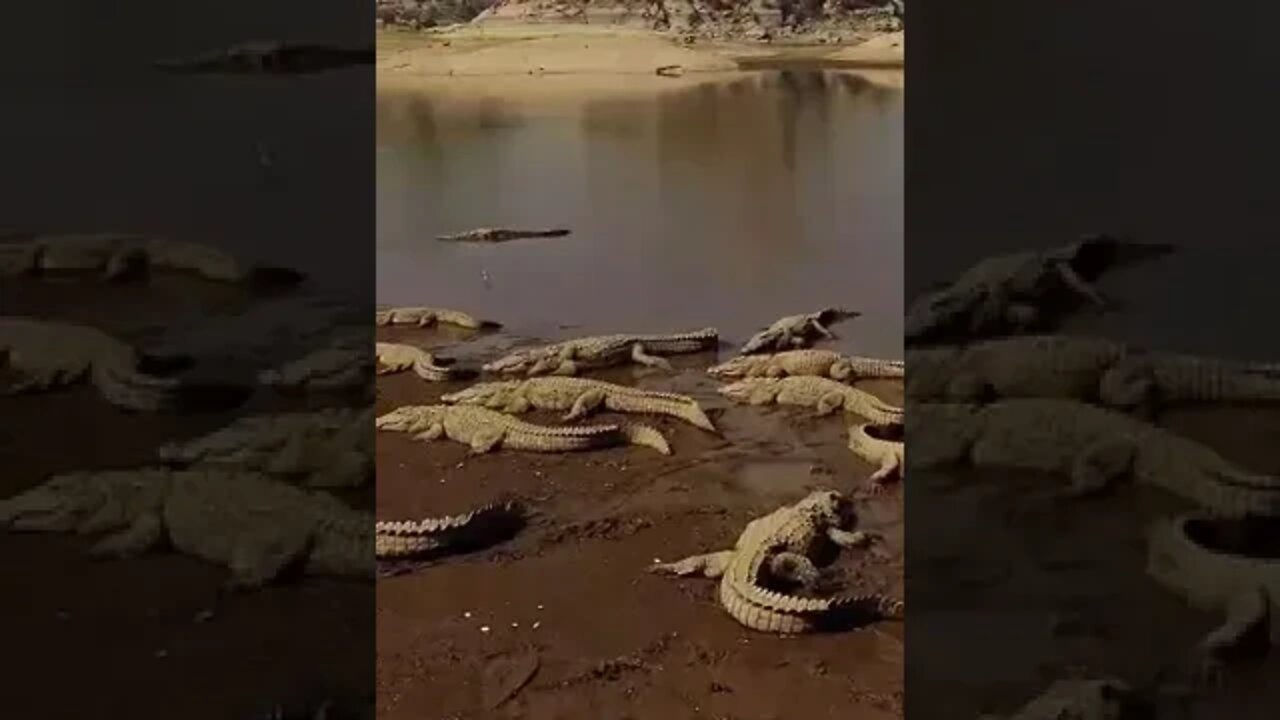 Jawai Dam View #JawaiDam #crocodile #Stay on #Shores