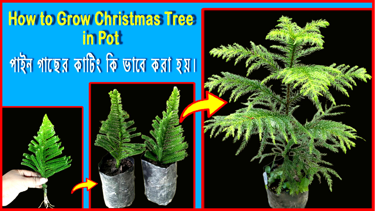 Grow Christmas tree from cuttings in pot|How to grow pine tree in pot