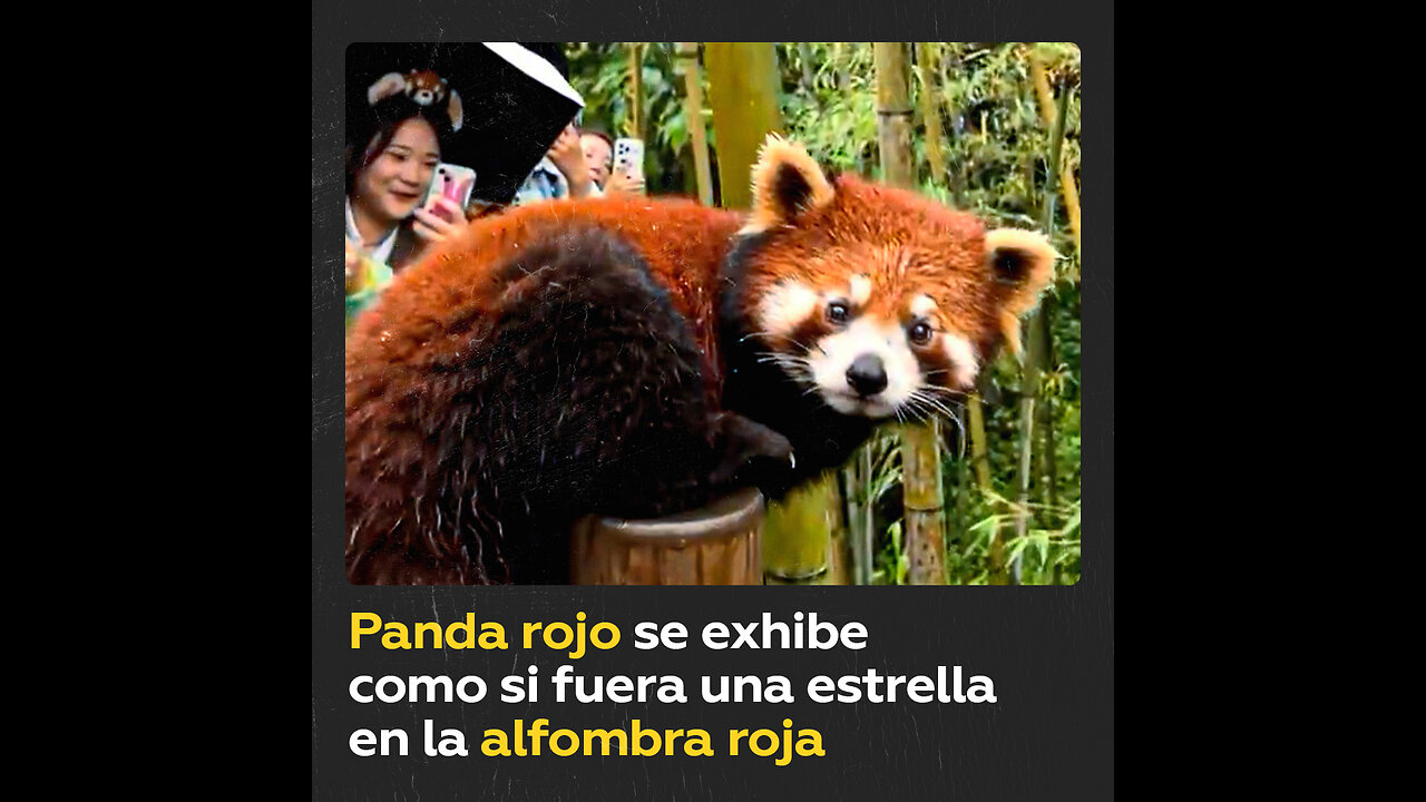 Panda rojo chino pasea acompañado de un guarda junto al público