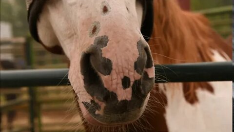 Temporarily stuck at Clark County Saddle Club 09/13/20 - Photos by Q Madp