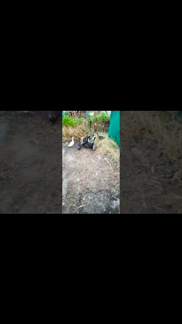 Ducklings and protector geese are up in the garden area