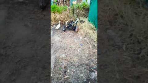 Ducklings and protector geese are up in the garden area