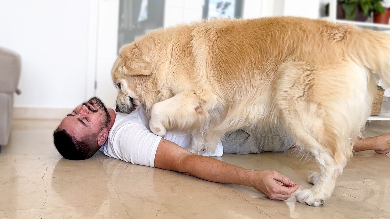 Faking My Death in Front of My Golden Retriever Dog.