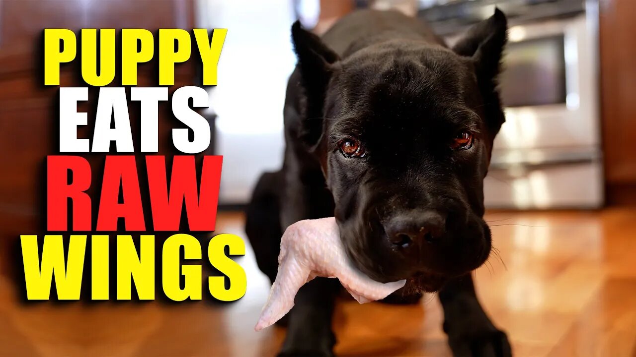 Cane Corso Puppy Eats RAW Chicken Wings Like a Boss