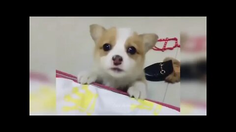 Baby Dogs Funny and Cute Baby Cat & Dog Videos Compilation #02 Cute Animals