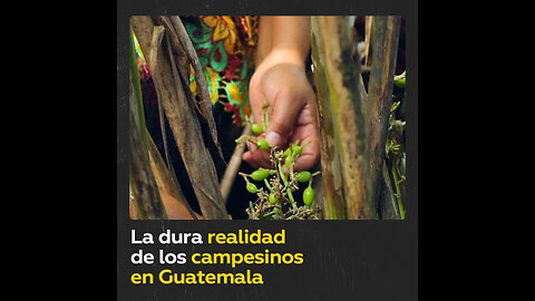 La explotación del cardamomo: el oro verde de los empresarios en Guatemala