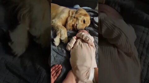 🐶Golden Retriever and Baby Sister🍼 #shorts