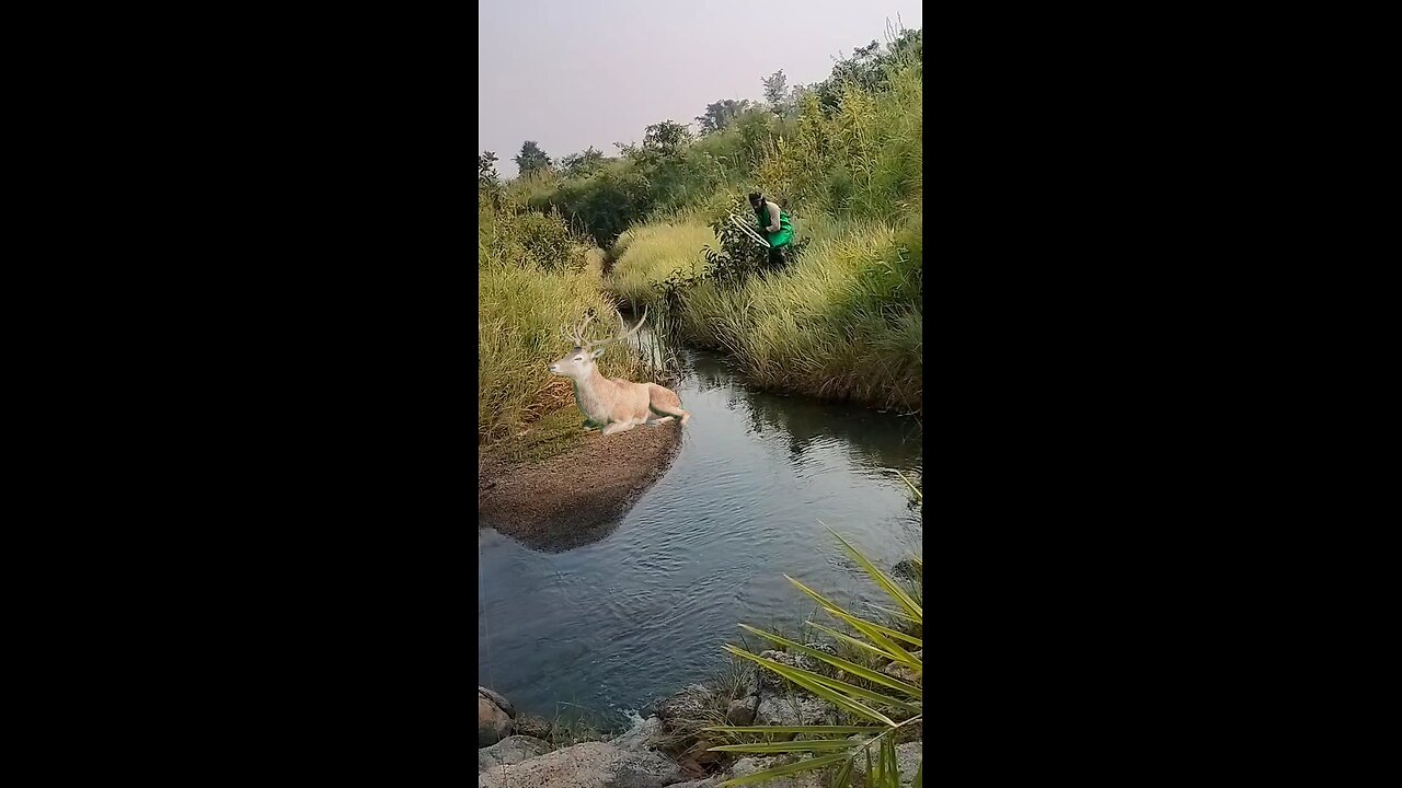 catching deer
