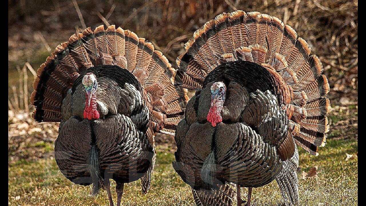 This doggie is not afraid of turkeys! See how she defended her territory