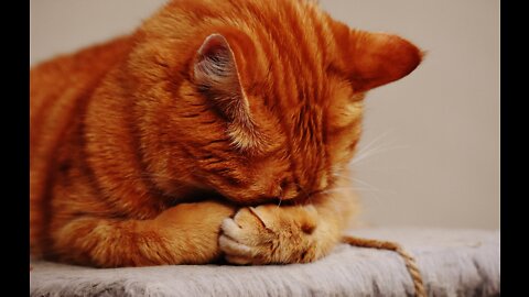 Top Funny Cat Videos Of The Weekly - Try Not To Laugh 108