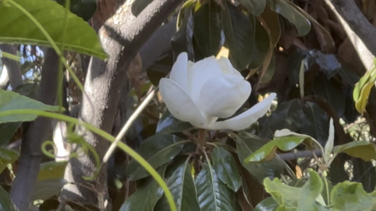 Magnolia