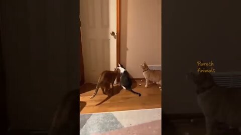 funny cat moment🤣🤣