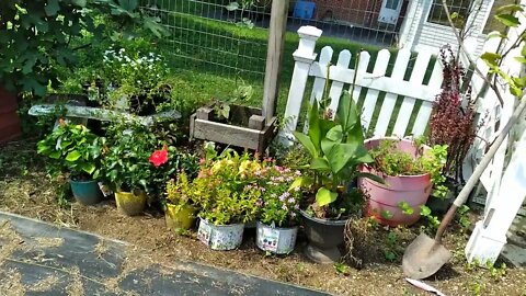 1st Week of September garden update