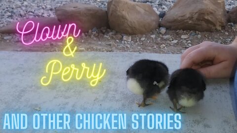 Chicken Stories: Clown and Perry