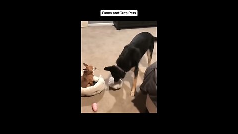 Cat and dog funny 🤣🤣