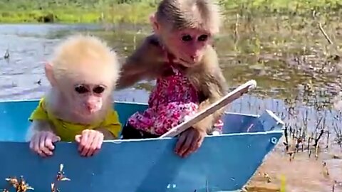 Monkey Funny Video