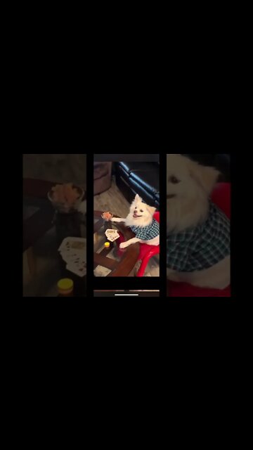 Dog’s Playing Black Jack 🃏