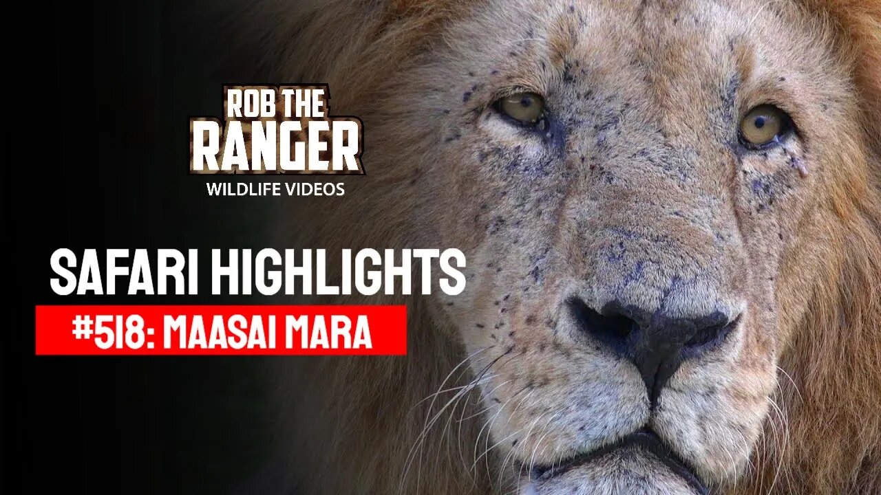 Safari Highlights #518: 09 & 10 March 2019 | Maasai Mara/Zebra Plains | Latest Wildlife Sightings