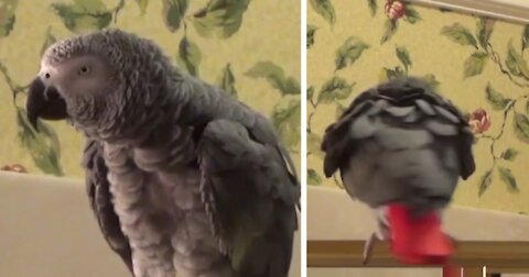 HILARIOUS FUNNY PARROT DANCE AND SING HD