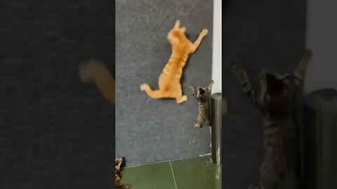 funny viral