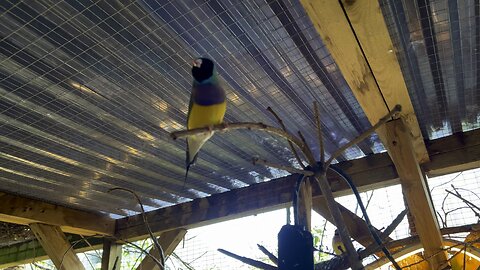Building a Stunning Mix-Species Aviary: Tips for Success & Essential Advice