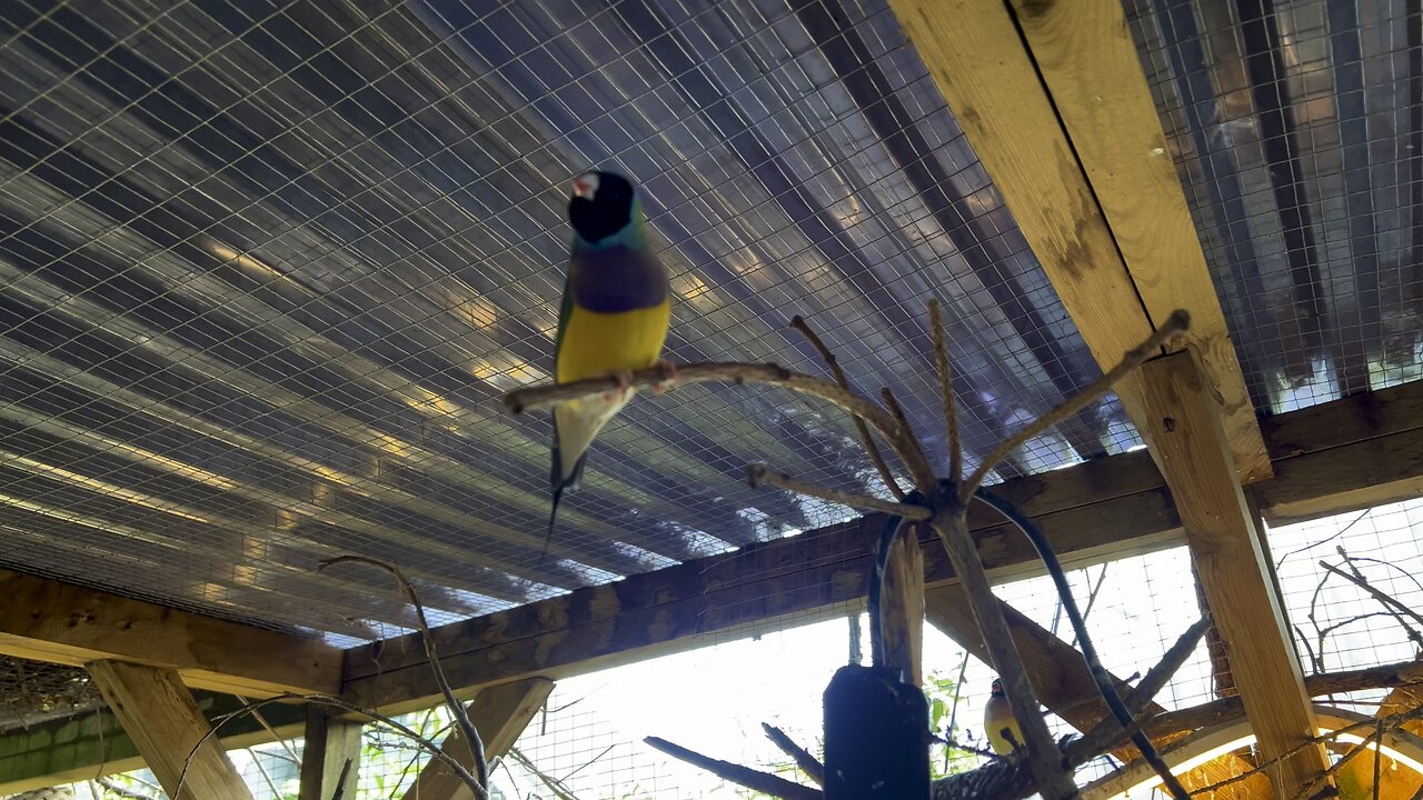 Building a Stunning Mix-Species Aviary: Tips for Success & Essential Advice
