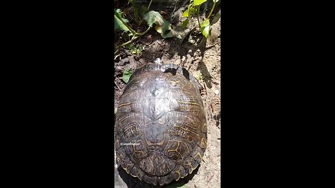 red ear slider 🐢