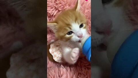 funny cat videos | cute cat videos| cute animals funny cats #shorts #shortsfunny #cutecat #funnycat