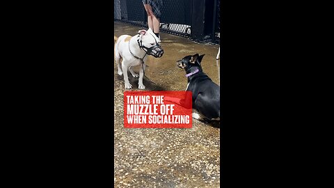 Taking The Muzzle Off During Socialization