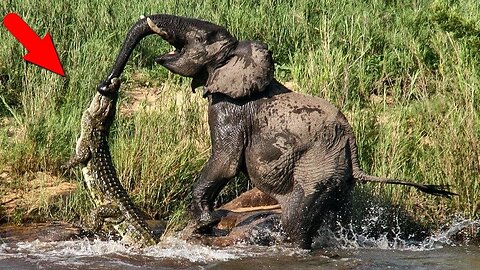 wow elephant attacking crocodile (2023)