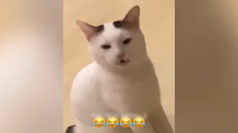 Cat funny videos / pet funny video