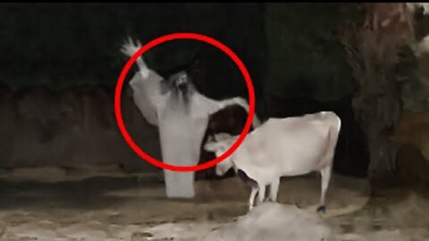 SCARIEST VIDEOS I FOUND ON THE INTERNET THAT WILL SHOCK YOU