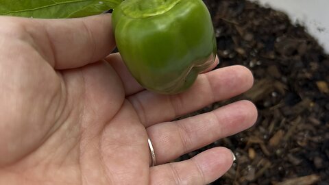 A Peak into My Garden