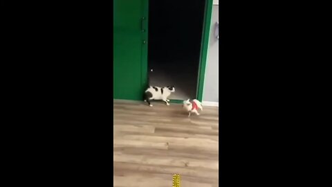 cat has dare