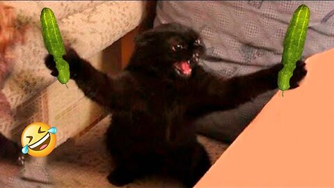 Try Not To Laugh or Grin While Watching Funny Cats and Dogs 😂 #142