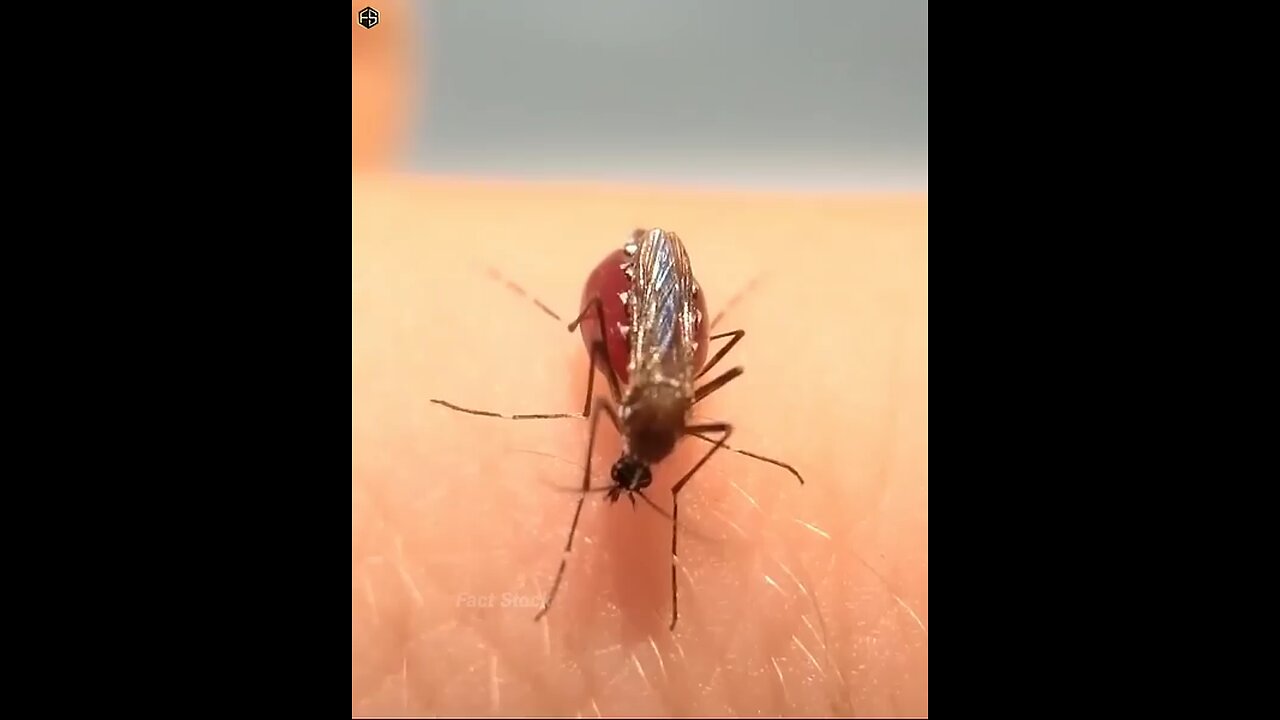 Animal life