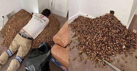 Homem sente cheiro saindo da parede de sua casa, e encontrou grande quantidade de…