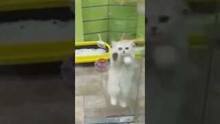 CATS! #8 | Gatinhos fofinhos de mais! | #shorts