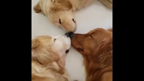 sleeping together dog team