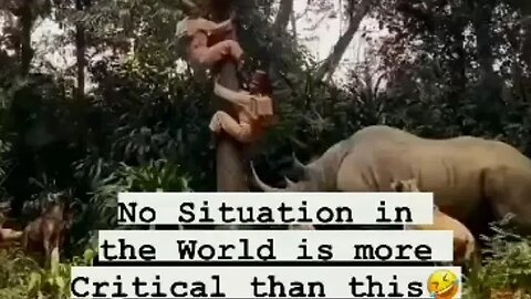 Real life KING MOMENT🤴😲! Animal videos | pets lover|cute and funny pets | pets videos rescue 🤩🐕🐈‍⬛️