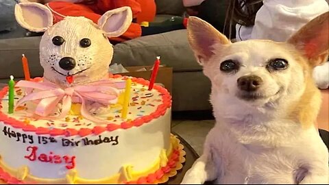 Funny Animal Videos 2023 😂 - Funniest Cats And Dogs Video 😺