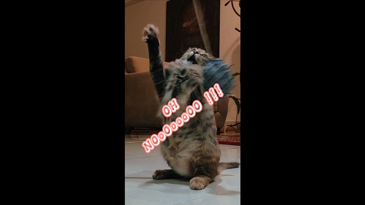 my cat's funny Toothless, endless laughing 🤣🐈🦷🐾