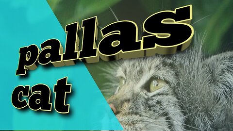 Pallas cat